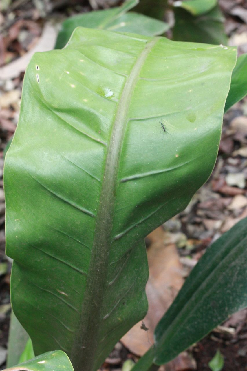 Philodendron wendlandii leaf