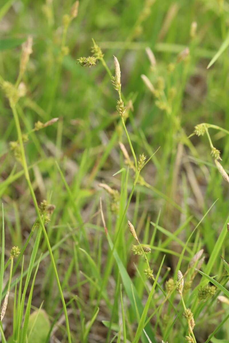 Carex nervata — houseplant care guide