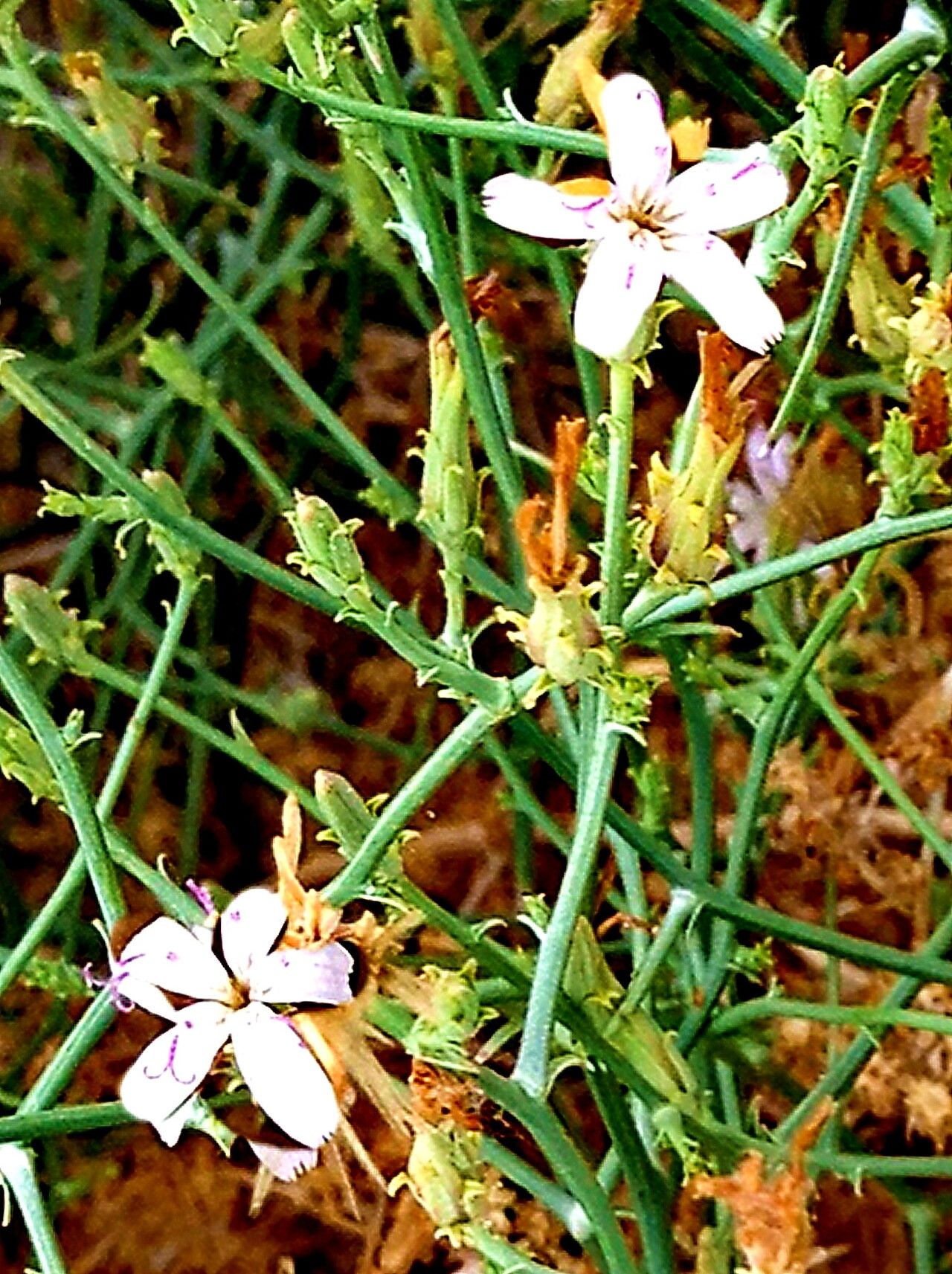 Stephanomeria pauciflora — houseplant care guide