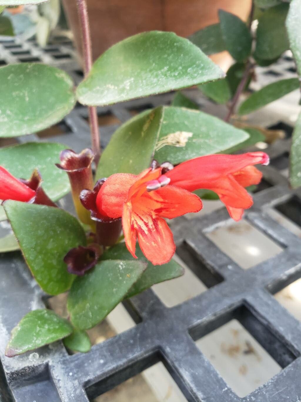 Aeschynanthus obconicus flower