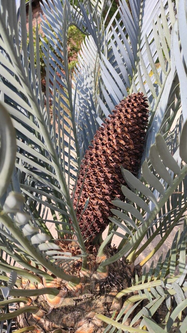 Encephalartos lehmannii fruit