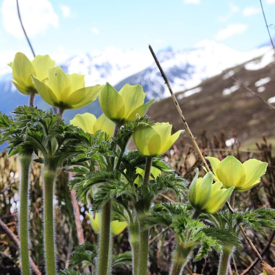 Anemone alpina flower