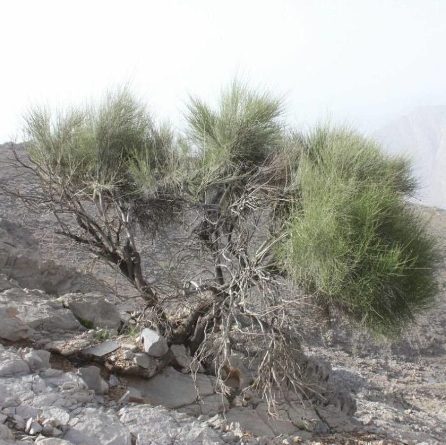 Prunus arabica — search result for 'Scoparia'