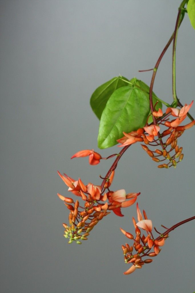 Strongylodon lucidus flower