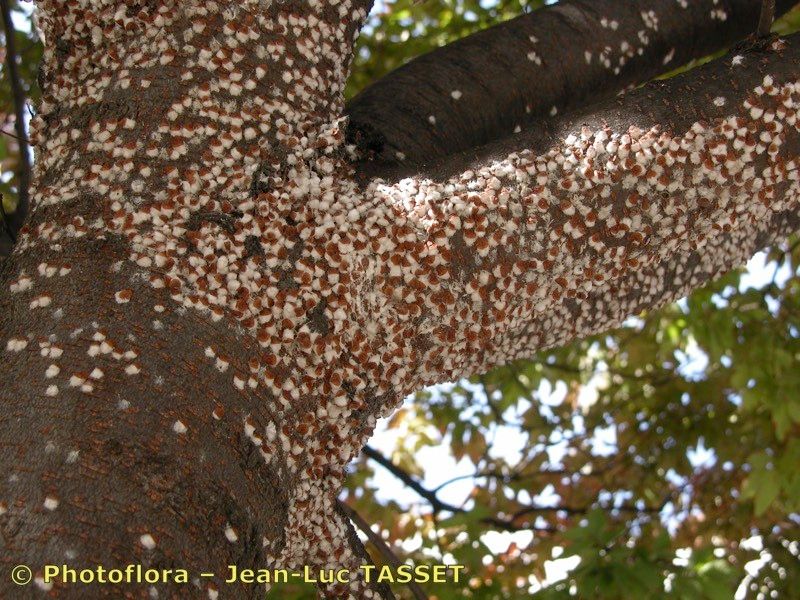 Zelkova crenata bark