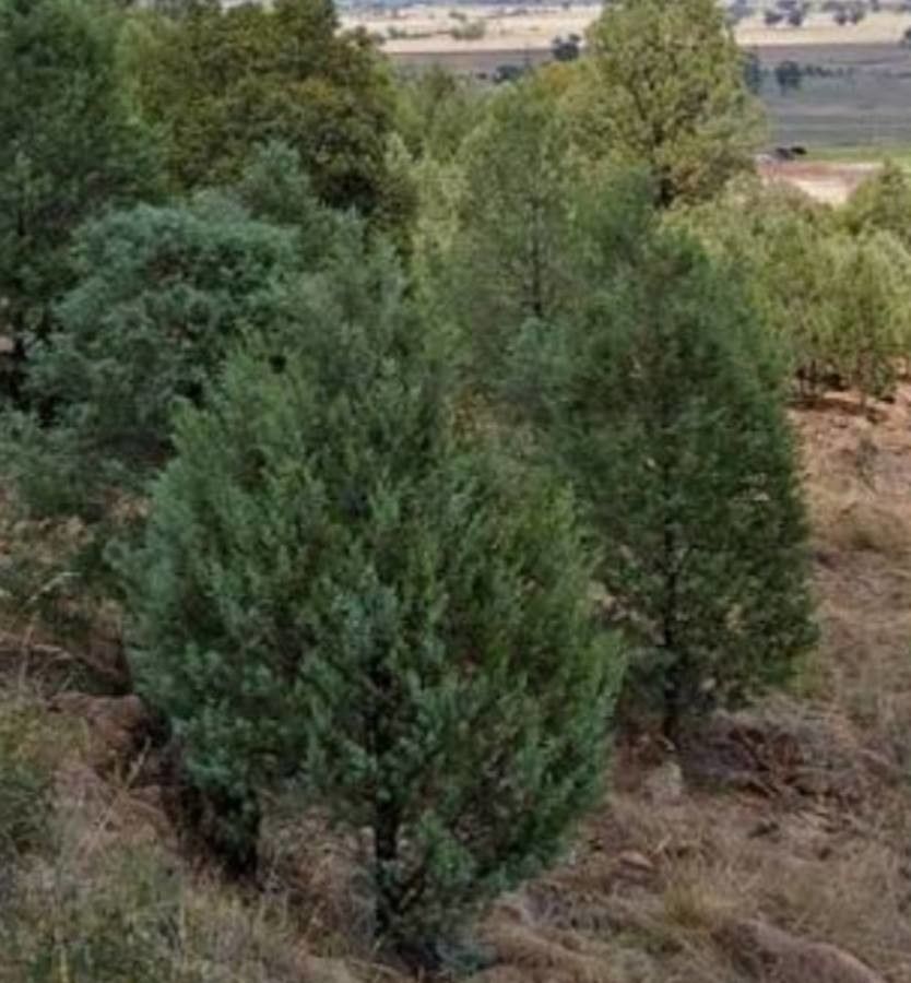 Callitris canescens leaf