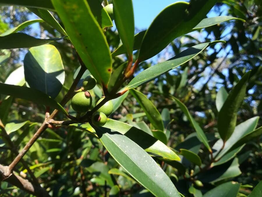 Garcinia balansae fruit