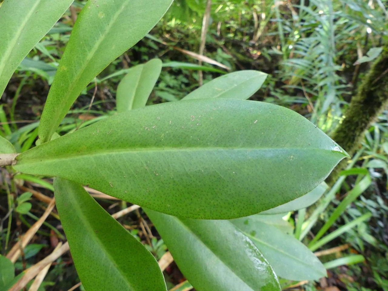 Badula grammisticta leaf