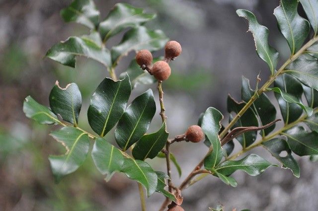 Podonephelium parvifolium habit