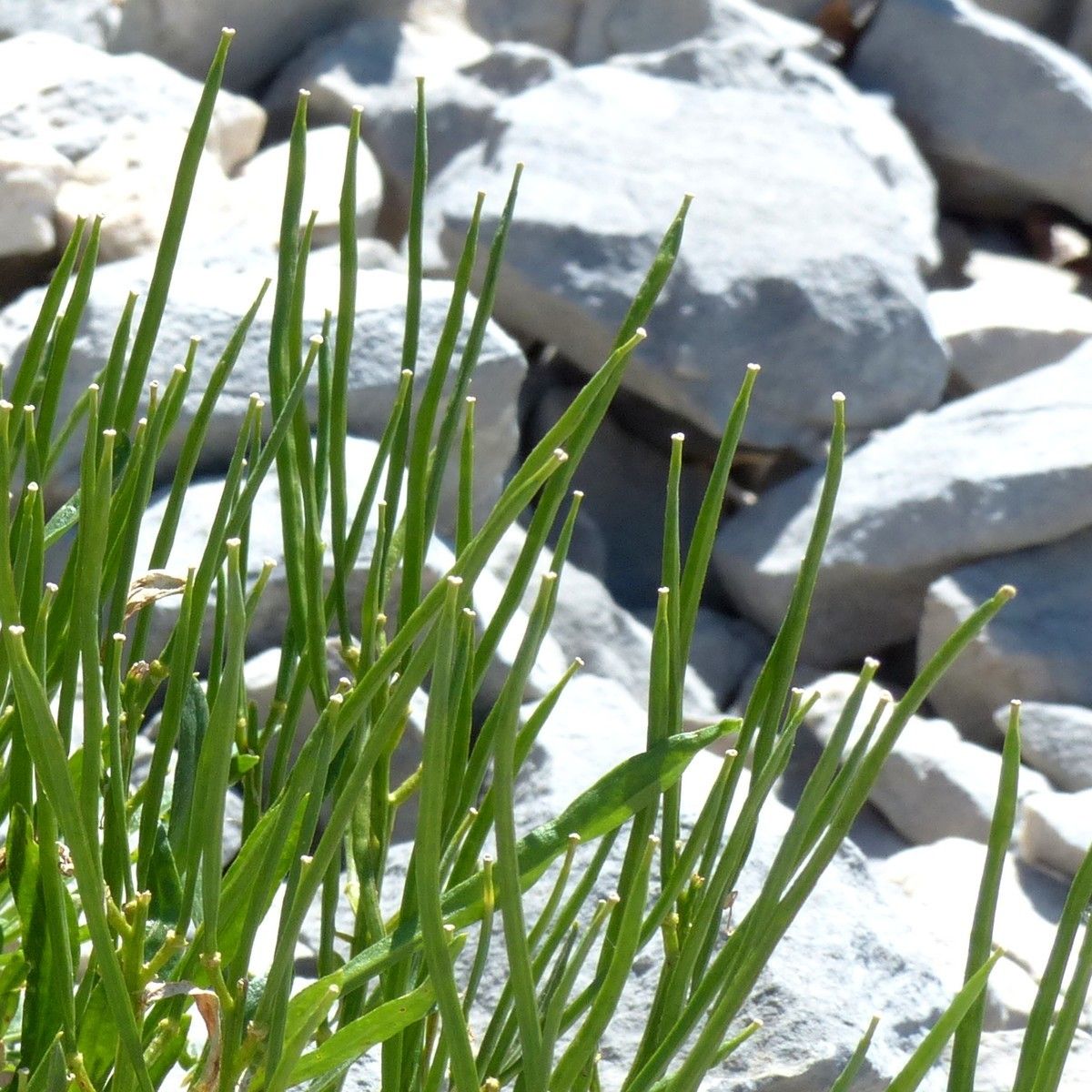 Erysimum ochroleucum fruit