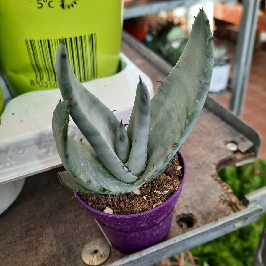 Aloe petricola leaf
