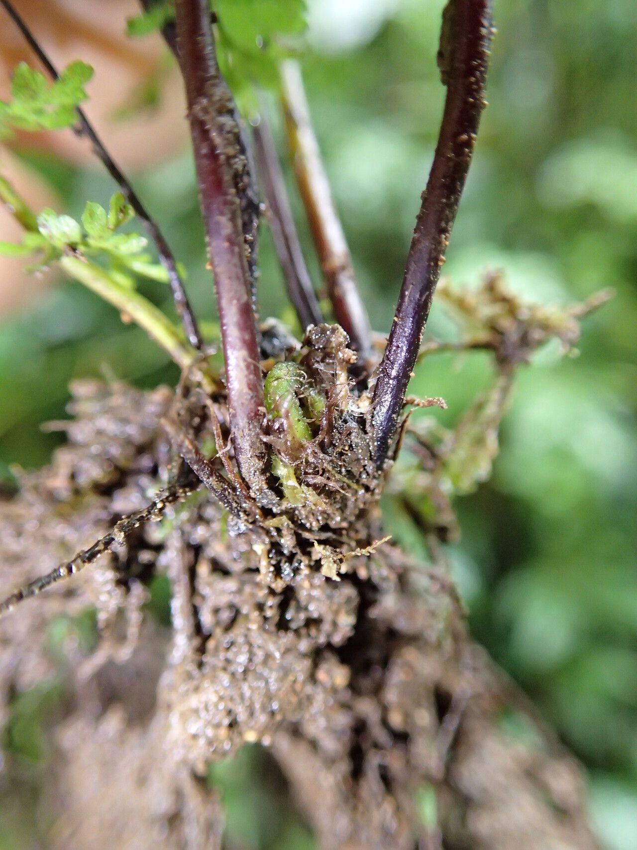 Asplenium abyssinicum other