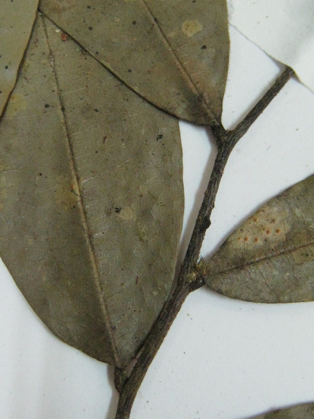 Duguetia oligocarpa other