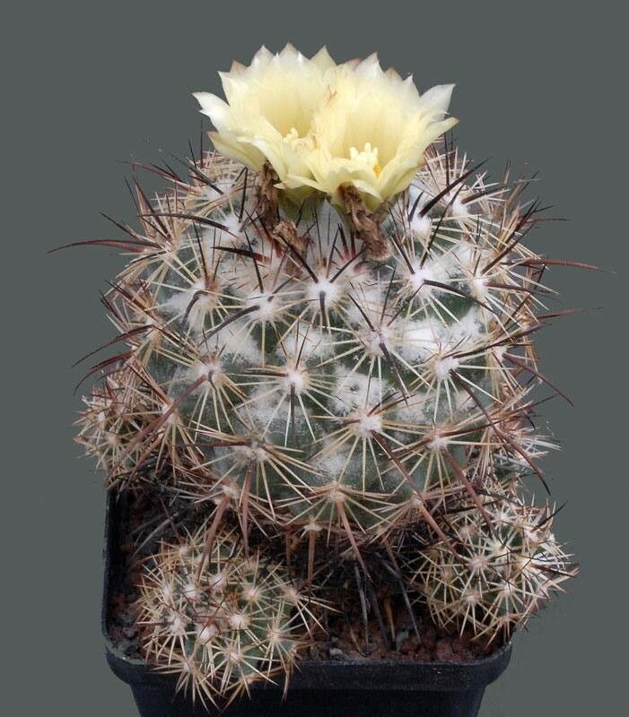Coryphantha poselgeriana habit