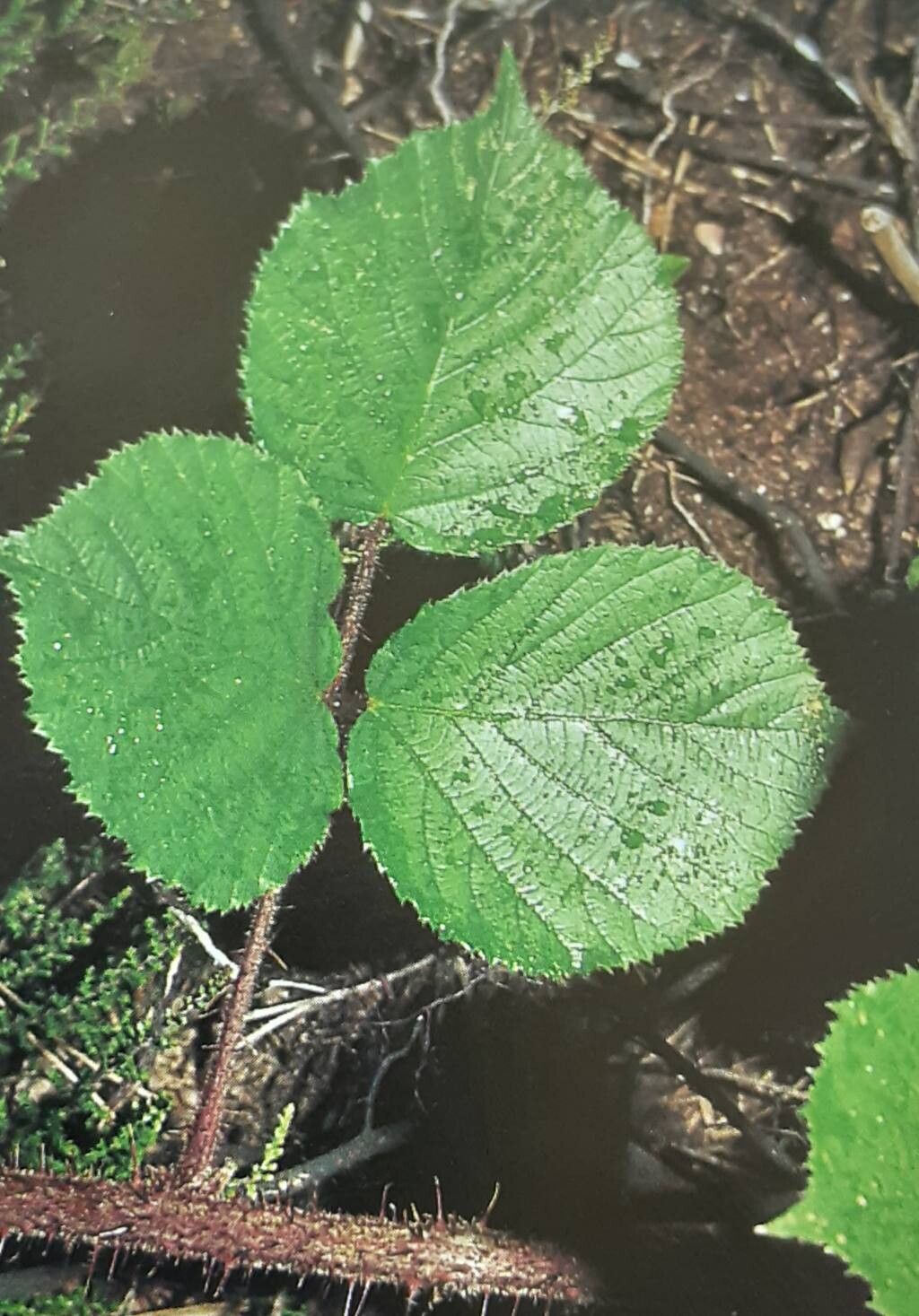 Rubus spinulatus — houseplant care guide