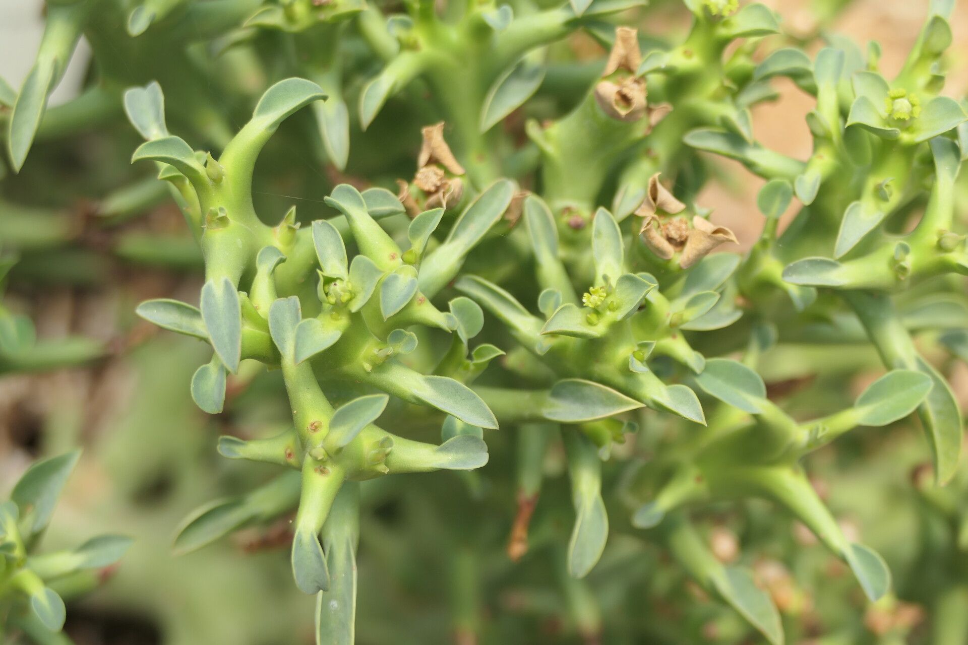 Euphorbia hamata leaf