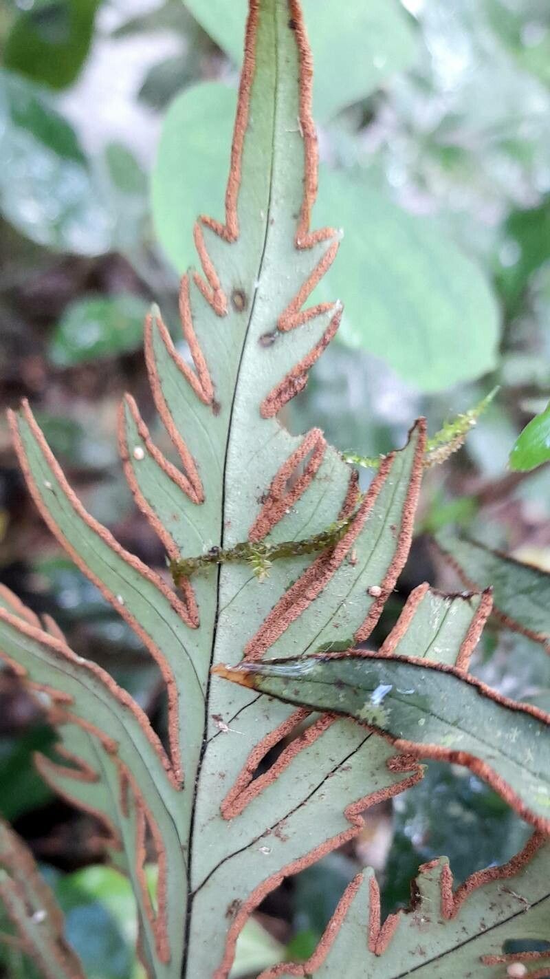 Hemionitis querquobadii fruit
