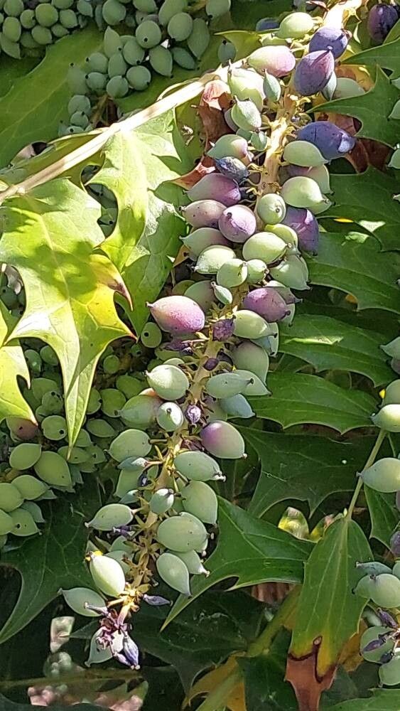 Berberis oiwakensis fruit