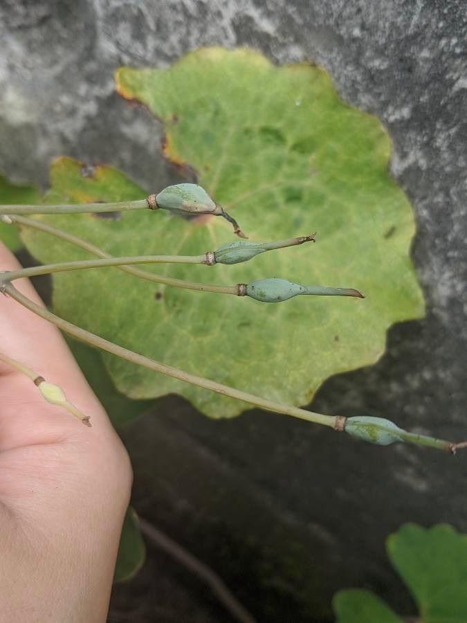 Eomecon chionantha fruit