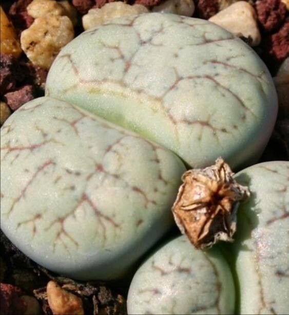 Lithops werneri fruit