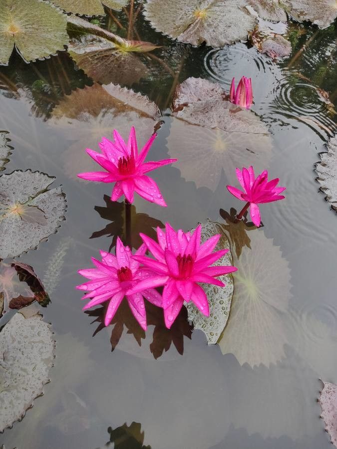 Nymphaea pubescens flower
