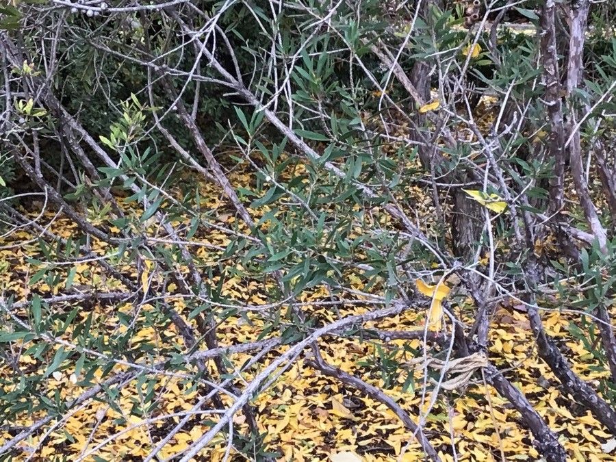 Callistemon salignus — search result for 'Myrtaceae'