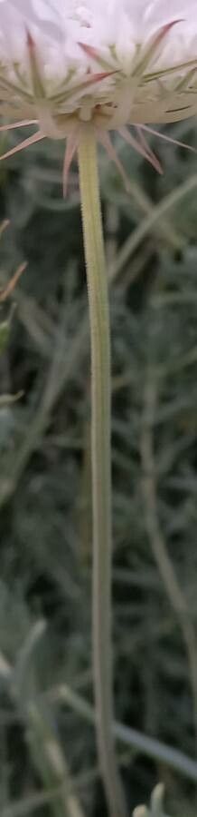 Artedia squamata bark