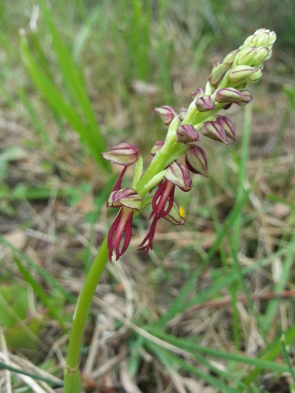 Orchis × bergonii habit