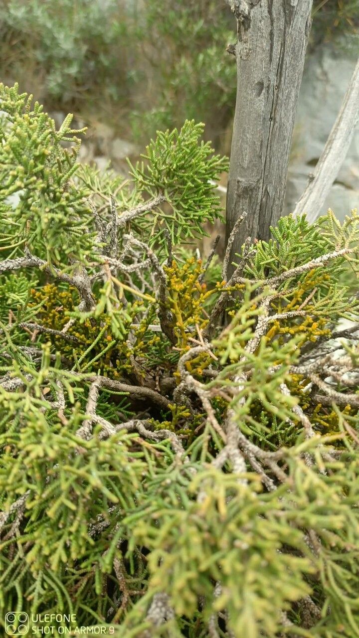 Arceuthobium gambyi other