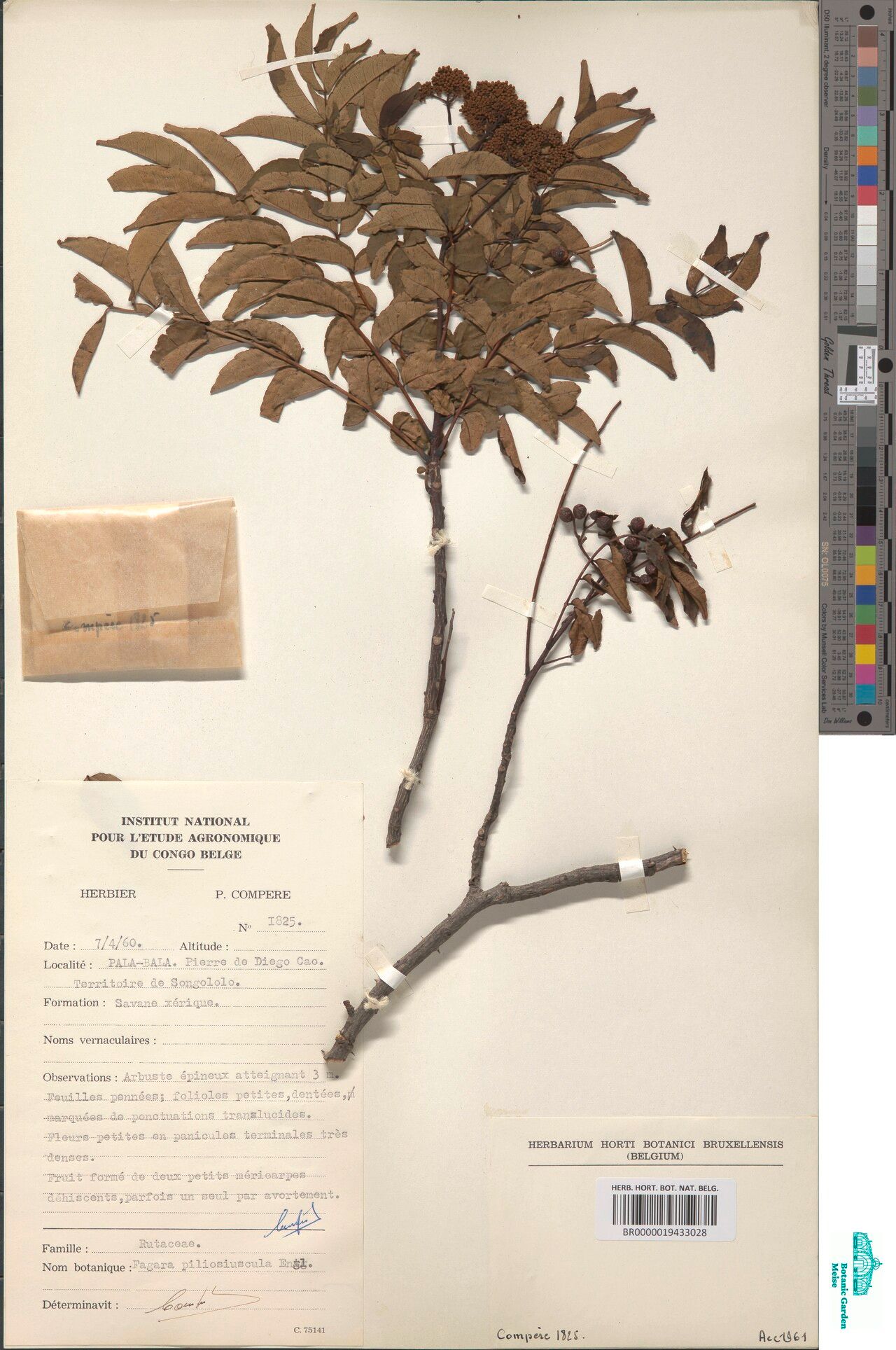 Zanthoxylum pilosiusculum — houseplant care guide