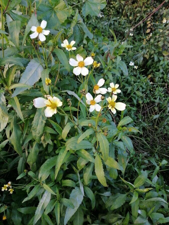 Bidens aurea flower
