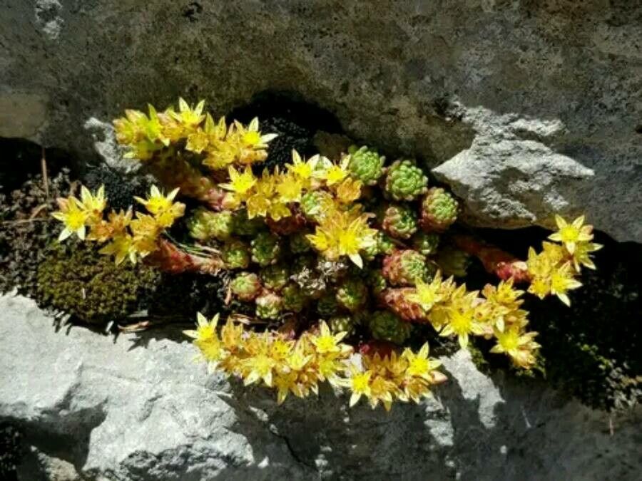 Sedum laconicum flower