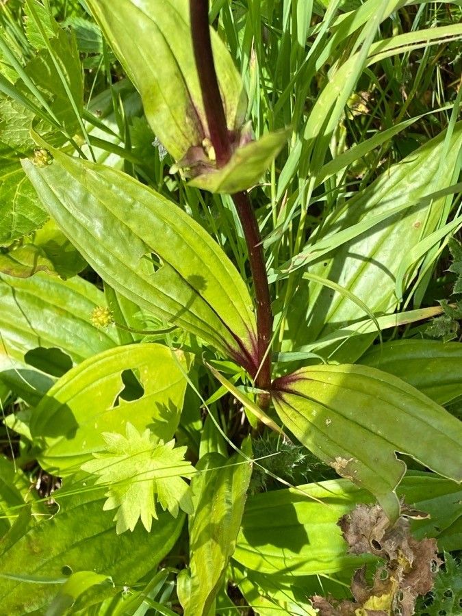 Gentiana purpurea leaf