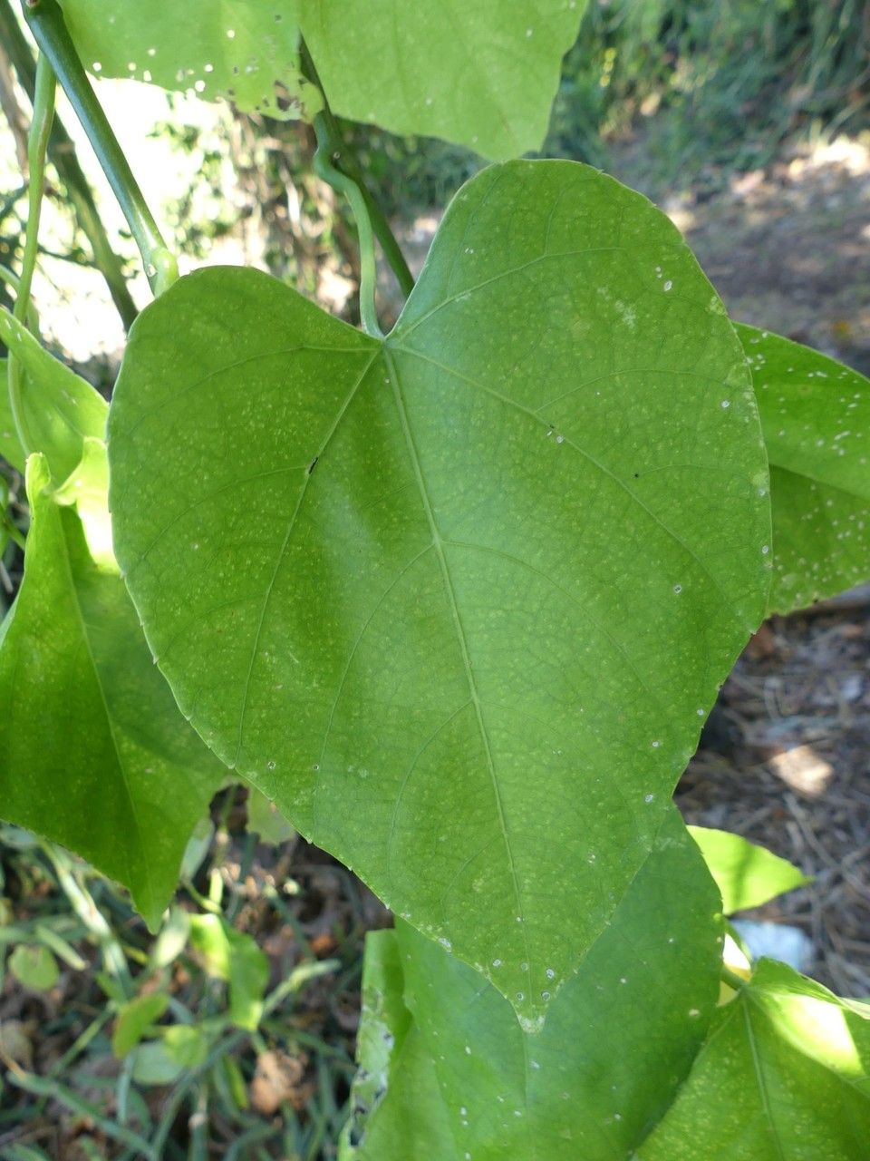 Cissus microdonta — houseplant care guide