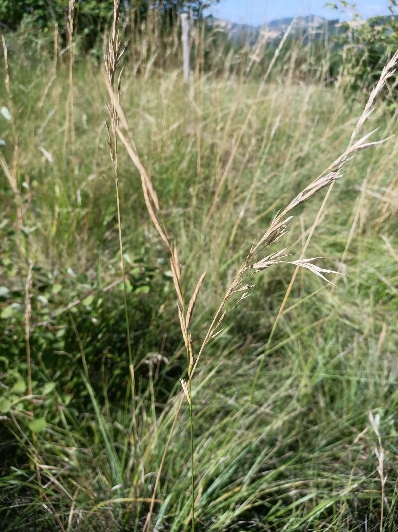 Bromus erectus fruit