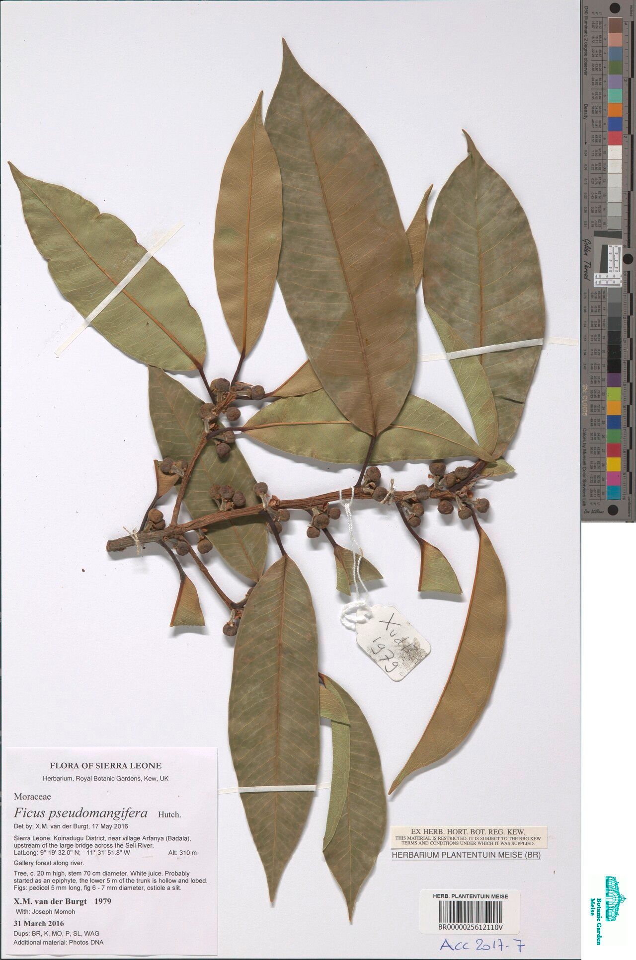 Ficus pseudomangifera — houseplant care guide