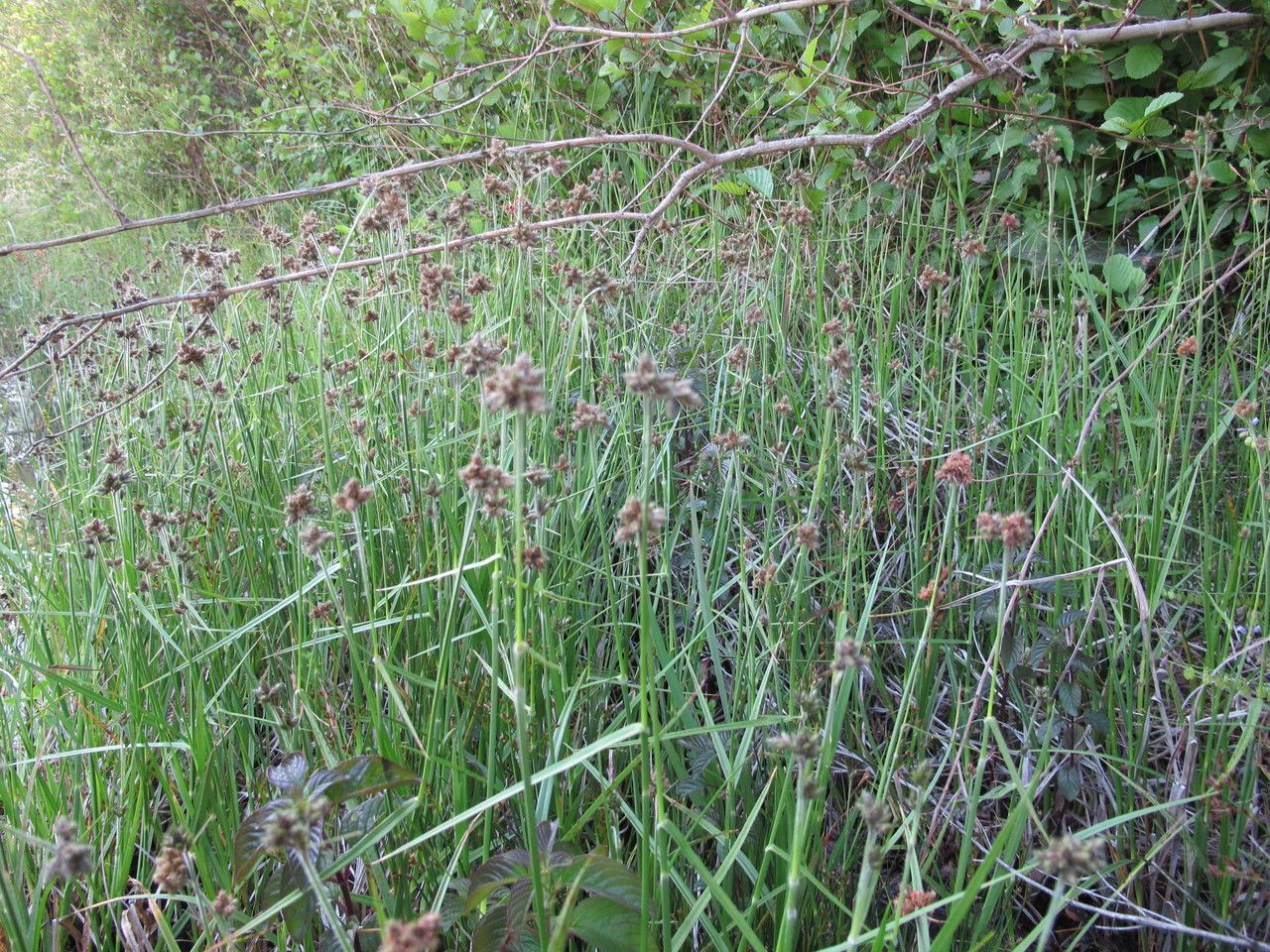 Fuirena pubescens habit