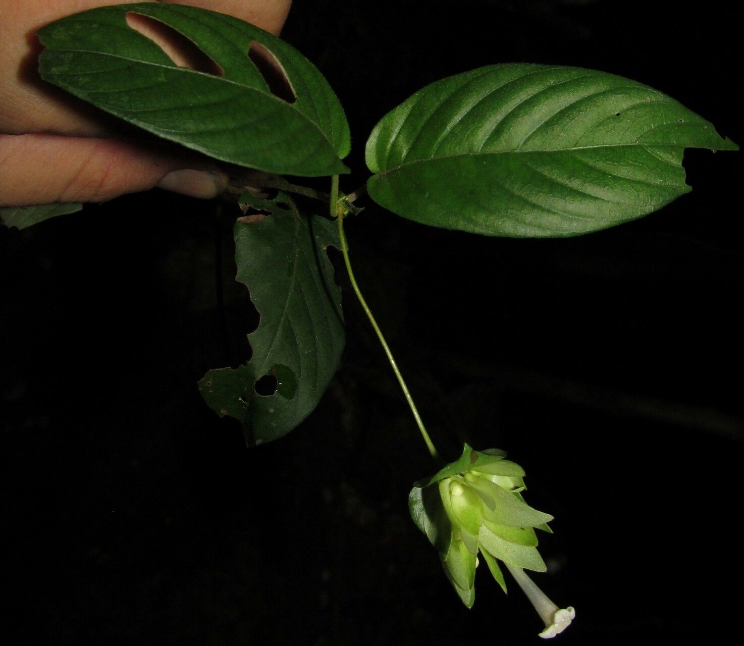 Sabicea calycina — houseplant care guide