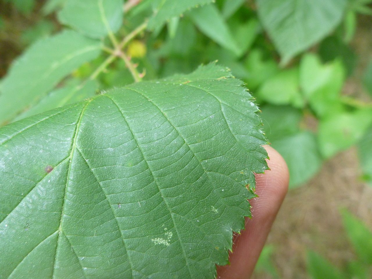 Rubus platyacanthus — houseplant care guide
