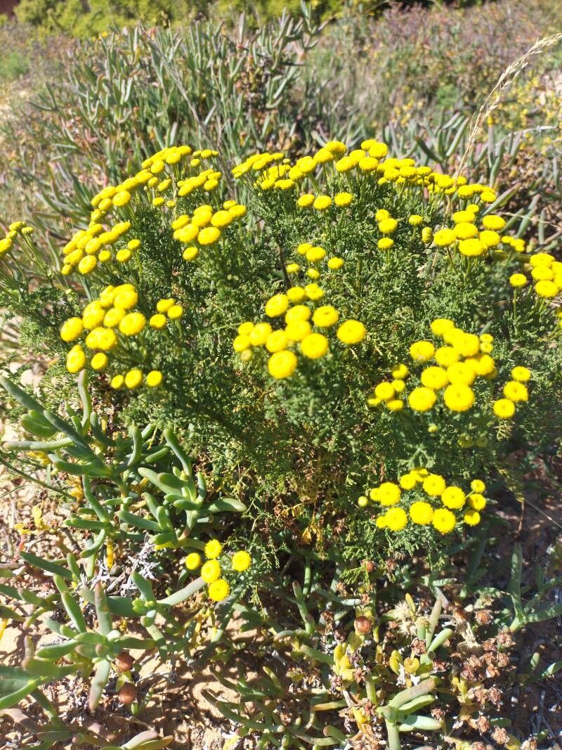 Oncosiphon suffruticosus flower
