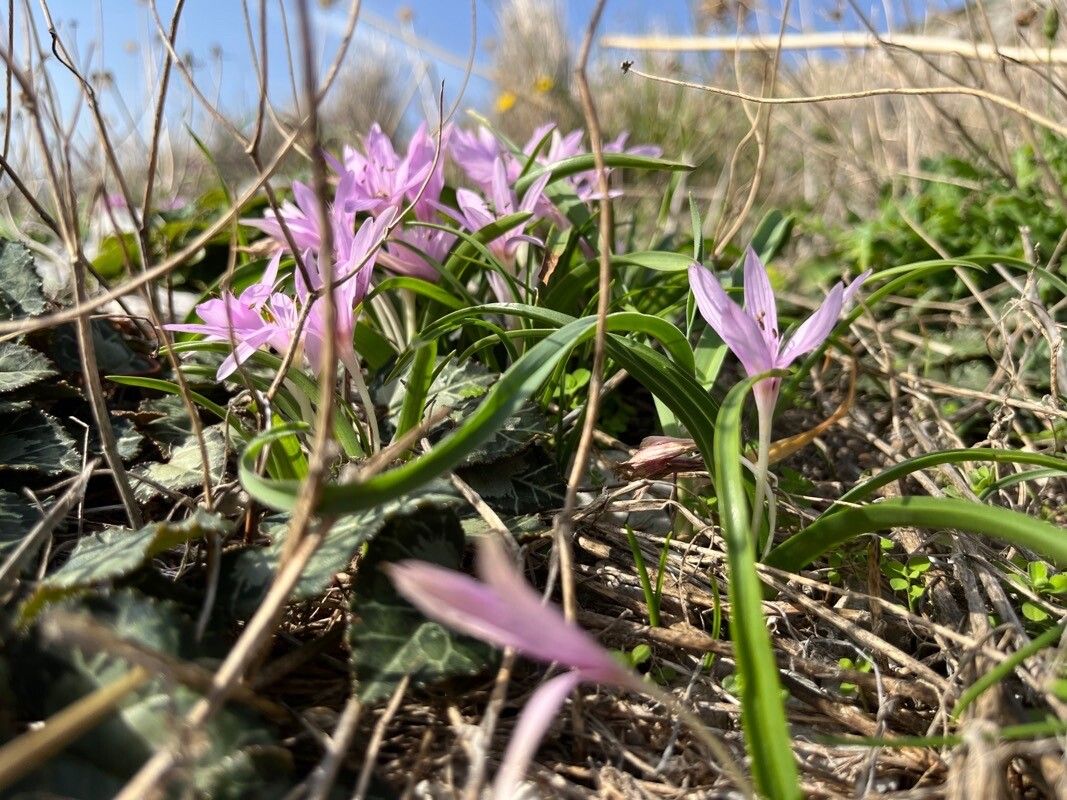 Colchicum cupanii habit