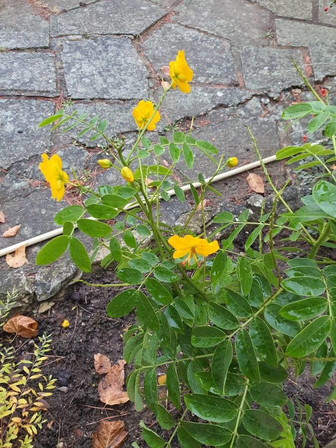 Senna occidentalis flower