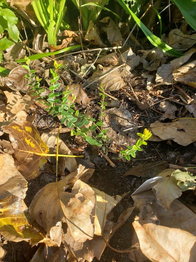 Maytenus chubutensis habit
