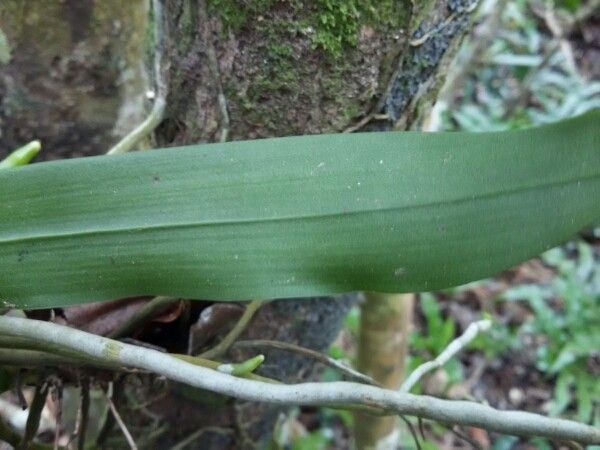 Angraecum caulescens leaf