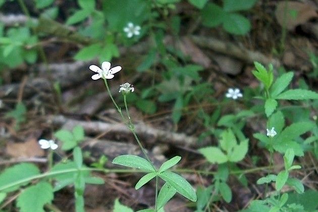 Moehringia lateriflora habit
