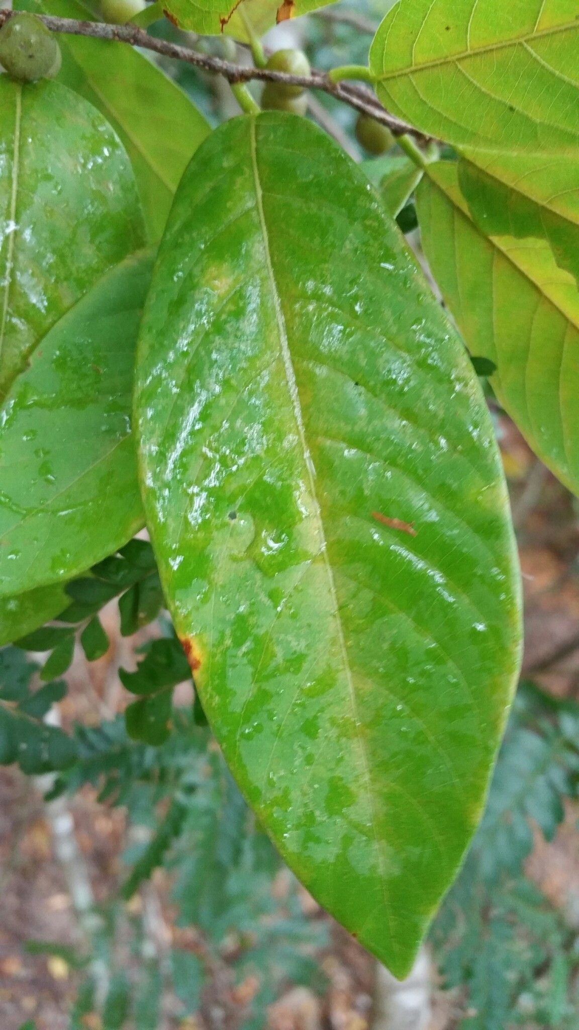 Bridelia pervilleana leaf