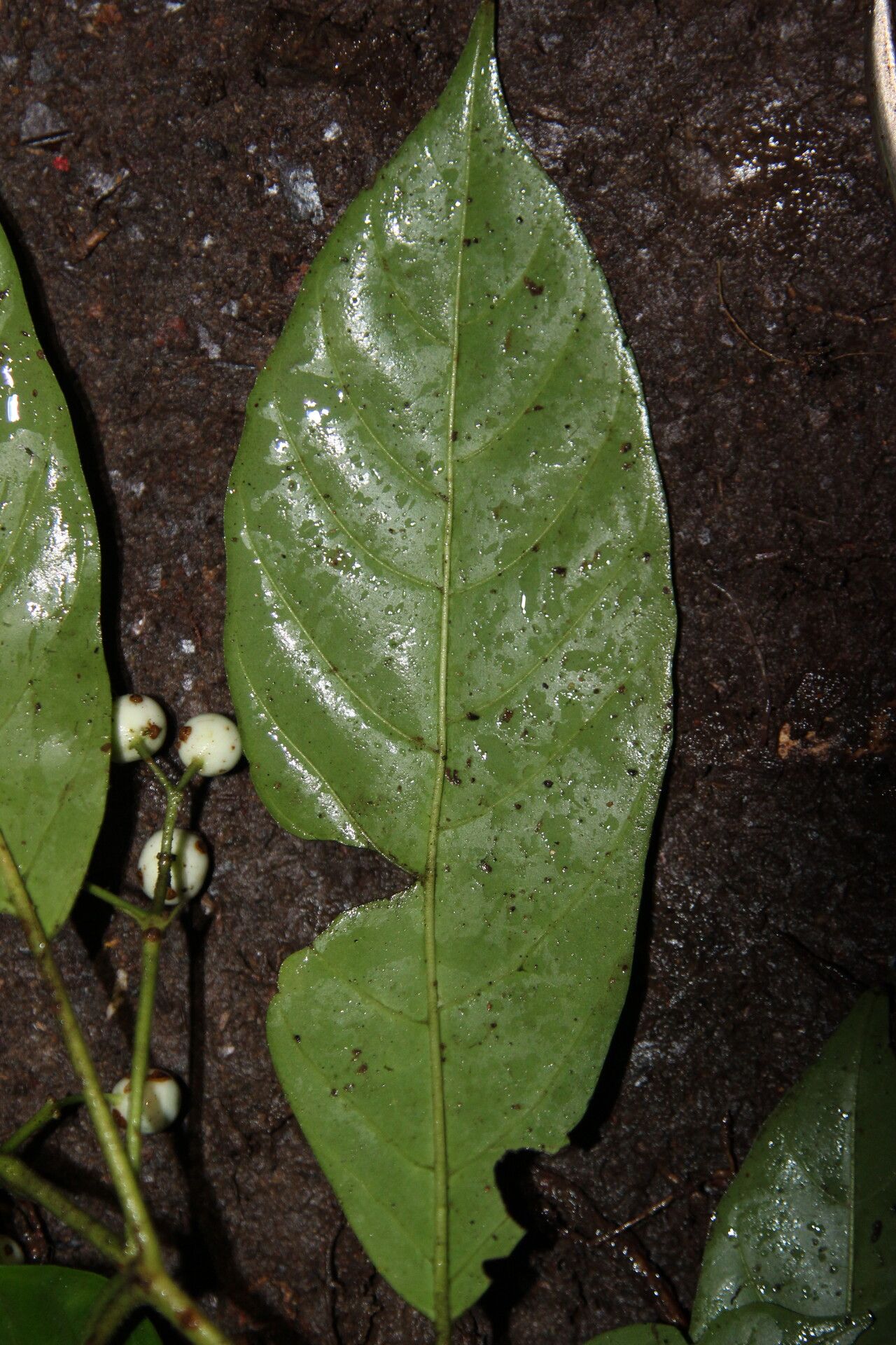 Pavetta puberula — houseplant care guide