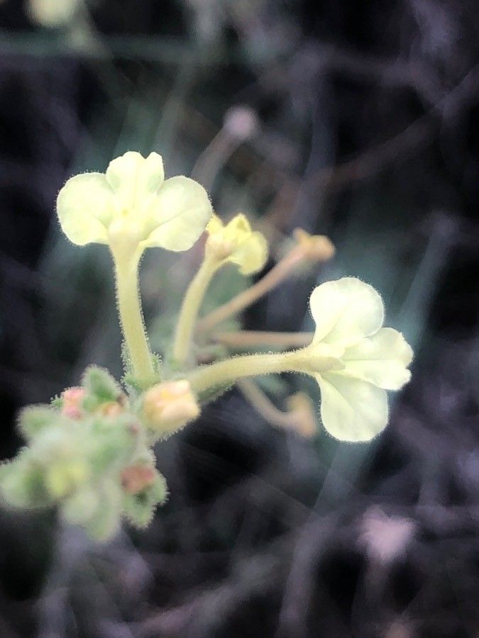 Odontites longiflorus flower