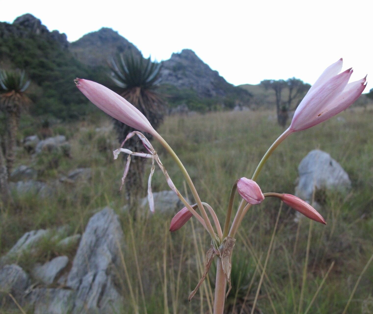 Crinum mccoyi — search result for 'Crinum'
