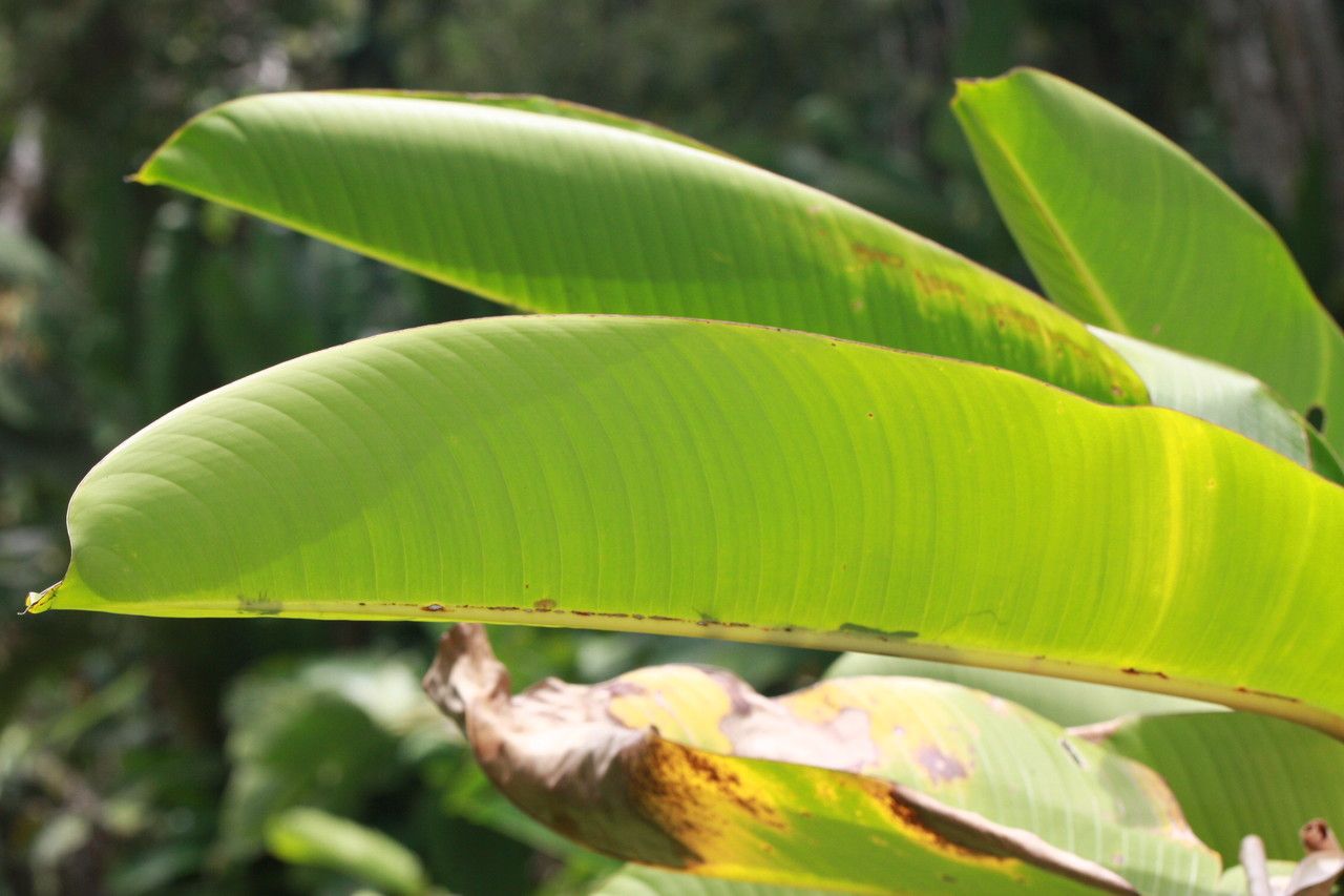 Heliconia lingulata leaf